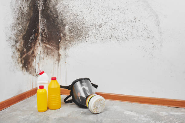 Best Residential Mold Removal  in Hartley, CA