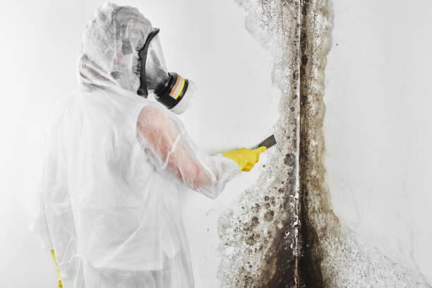 Best Professional Mold Removal  in Hartley, CA