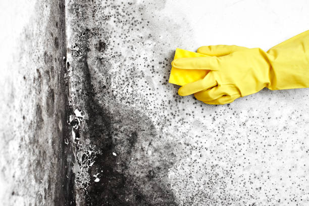 Best Mold Damage Repair  in Hartley, CA