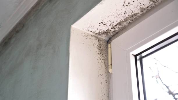 Best Commercial Mold Removal  in Hartley, CA