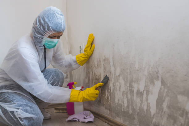 Best Mold Cleaning Services  in Hartley, CA