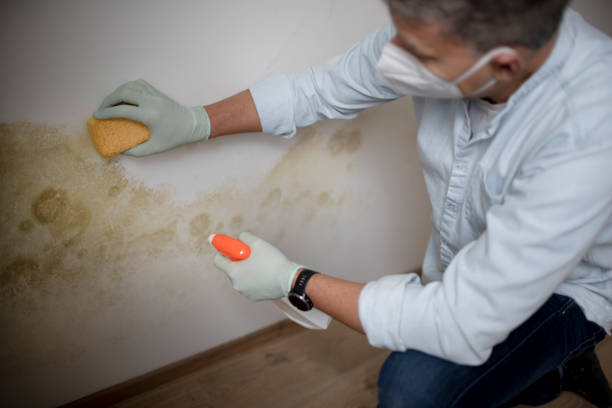 Best Emergency Mold Removal  in Hartley, CA