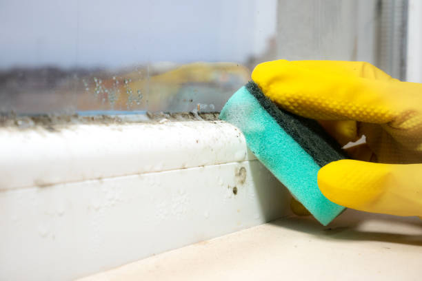 Best Commercial Mold Removal  in Hartley, CA