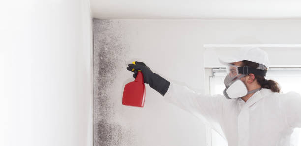 Best Certified Mold Removal  in Hartley, CA
