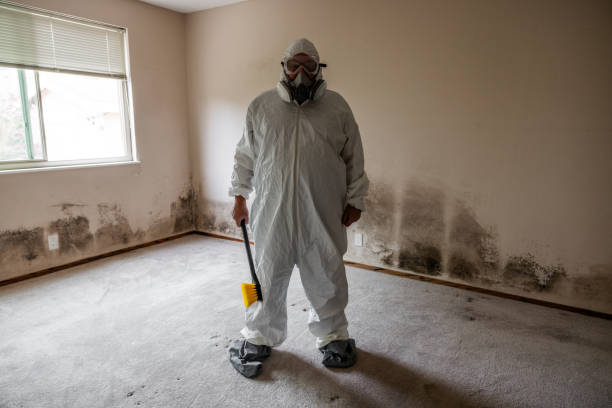 Best Attic Mold Removal  in Hartley, CA