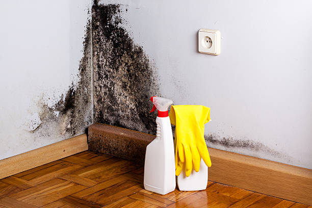 Best Mold Remediation Services  in Hartley, CA