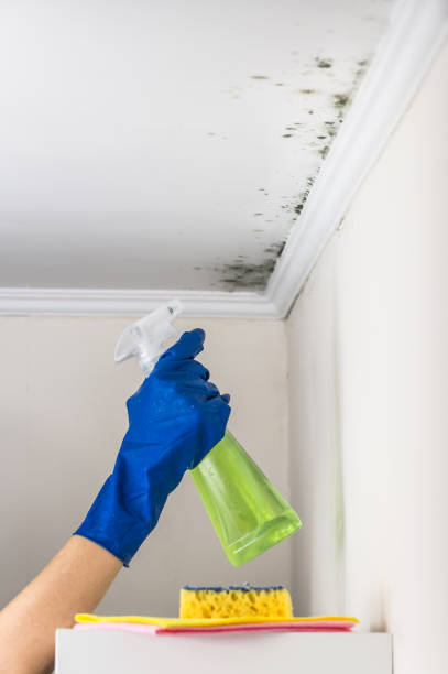 Best Crawl Space Mold Removal  in Hartley, CA