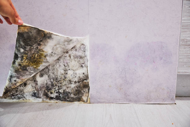 Best Black Mold Removal  in Hartley, CA